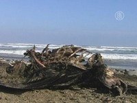 Почему погибли сотни морских животных в Чили?