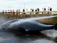 Австралия судится с Японией из-за убоя китов
