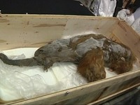 Тело мамонта с шерстью прибыло в Иокогаму