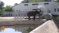 Слоненя Хорас у Київському зоопарку не є хворим?