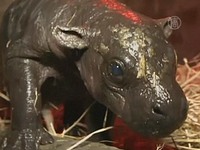 Рождение карликового бегемота