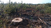 Ліси Черкащини старанно відновлюють чи по-варварськи знищують?