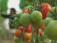 Израиль снова импортирует овощи и фрукты из сектора Газа