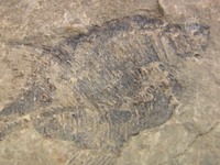 Экскаваторщик нашёл окаменелости возрастом 60 млн лет