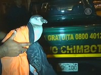 В Перу полиция «задержала» пингвина 