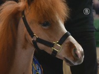 Мини-лошади лечат детей в больницах США