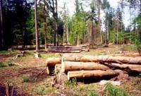 На Київщині поліцейські охорони  за незаконну вирубку лісу затримали двох чоловіків