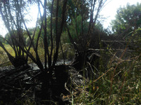 Внаслідок пожеж в екосистемах знищено 5 га сухої рослинності