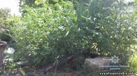 В Добропольском районе обнаружили плантацию конопли