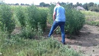 У Новомосковському районі працівники кримінальної поліції виявили посів конопель