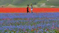 Цветущие маки и васильки: сотни туристов спешат на равнину в Умбрии
