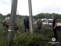 У Зачепилівському районі оперативно розкрито крадіжку великої рогатої худоби