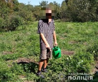 У Новомосковському районі поліція затримала наркофермера, який виростив 67 кущів конопель