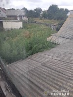 Черкаські поліцейські вилучили у жашківчанина 70 рослин коноплі