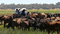 Гигантские размеры спасли быка от скотобойни