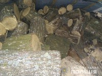 Поліція Павлограда затримала «чорних» лісорубів, які спиляли 10 дубів