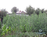 Близько 10 кг наркотичного зілля готового для вживання та понад 1000 рослин конопель вилучила поліція у жительки Тульчина