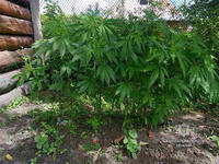 На Гребінківщині поліцейські виявили на присадибній ділянці близько 250 рослин конопель