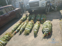 Поліція Звенигородки вилучила у сімейної пари понад 1200 рослин снодійного маку
