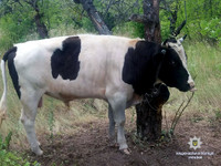 У Краснокутському районі місцеві поліцейські оперативно розкрили крадіжку великої рогатої худоби