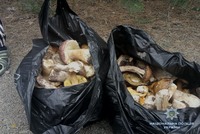 В Чорнобильській зоні поліцейські затримали чоловіка з грибами