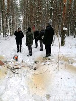 Поліцейські Кременчуцького району виявили незаконну вирубку лісу