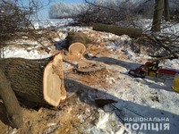На Новосанжарщині поліція вилучила 16 спиляних дубів