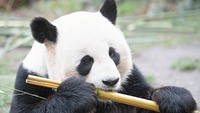 Зоопарк Вашингтона надеется на прибавление у большой панды