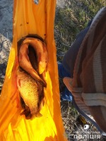 У Вітовському районі поліцейська водна опергрупа викрила браконьєрів, які у нерест ловили рибу забороненими знаряддями