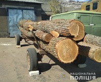 На Олевшині поліцейські затримали крадія деревини