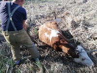 Вільшанський район: рятувальники витягнули корову з трясовини