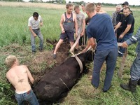 Софіївський район: рятувальники визволили корову, яка провалилась до ями