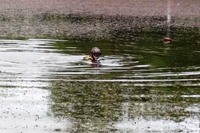 Ніжинський район: у місцевому ставку потонув 10-річний хлопець