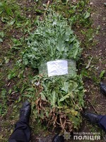 Дільничі офіцери поліції Хотинщини вилучили понад 300 рослин снодійного маку
