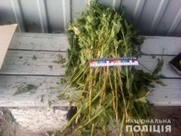 Поліцейські сектору швидкого реагування Новодністровського відділення поліції виявили нарковмісні рослини маку