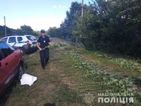 На присадибній ділянці жителя Солонянського району поліцейські офіцери громади виявили посів конопель