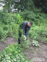 На Чернігівщині дільничні офіцери поліції викрили дві міні-плантації наркотиків