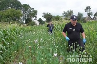 На Білогірщині поліцейські впродовж дня виявили декілька макових посівів загальним обсягом близько 2,5 тисячі кущів