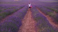 Цветущая лаванда вызывает бум туризма на фермерских полях Испании