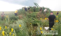 На Кіровоградщині поліцейські виявили та вилучили більше 10 тисяч нарковмісних рослин