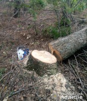 У Арбузинському районі поліцейські викрили чоловіків, які незаконно вирубували дерева