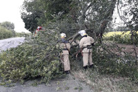 Криничанський район: рятувальники прибрали дерево, що впало на проїжджу частину дороги