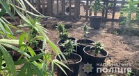 У двох приятелів із села Маяки правоохоронці виявили нарковмісні рослини