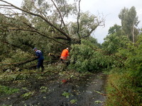 Брусилівський район: рятувальники розчистили дорогу від повалених дерев