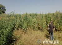 У Царичанському районі поліцейські серед поля виявили півтори тисячі рослин конопель
