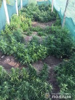 У жителя Біляївського району поліцейські вилучили нарковмістні рослини