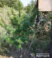 В ході відпрацювання території Харківської області  поліцейські вилучили майже півтисячі кущів наркомістких рослин