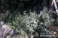 Поліцейські Луганщини вилучили 43 кущі коноплі та 100 грамів марихуани