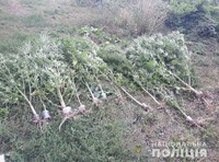Правоохоронці Лисянщини вилучили рослини конопель