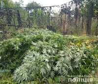 На Кіровоградщині поліцейські викрили 45-річного громадянина, який вирощував вдома коноплі